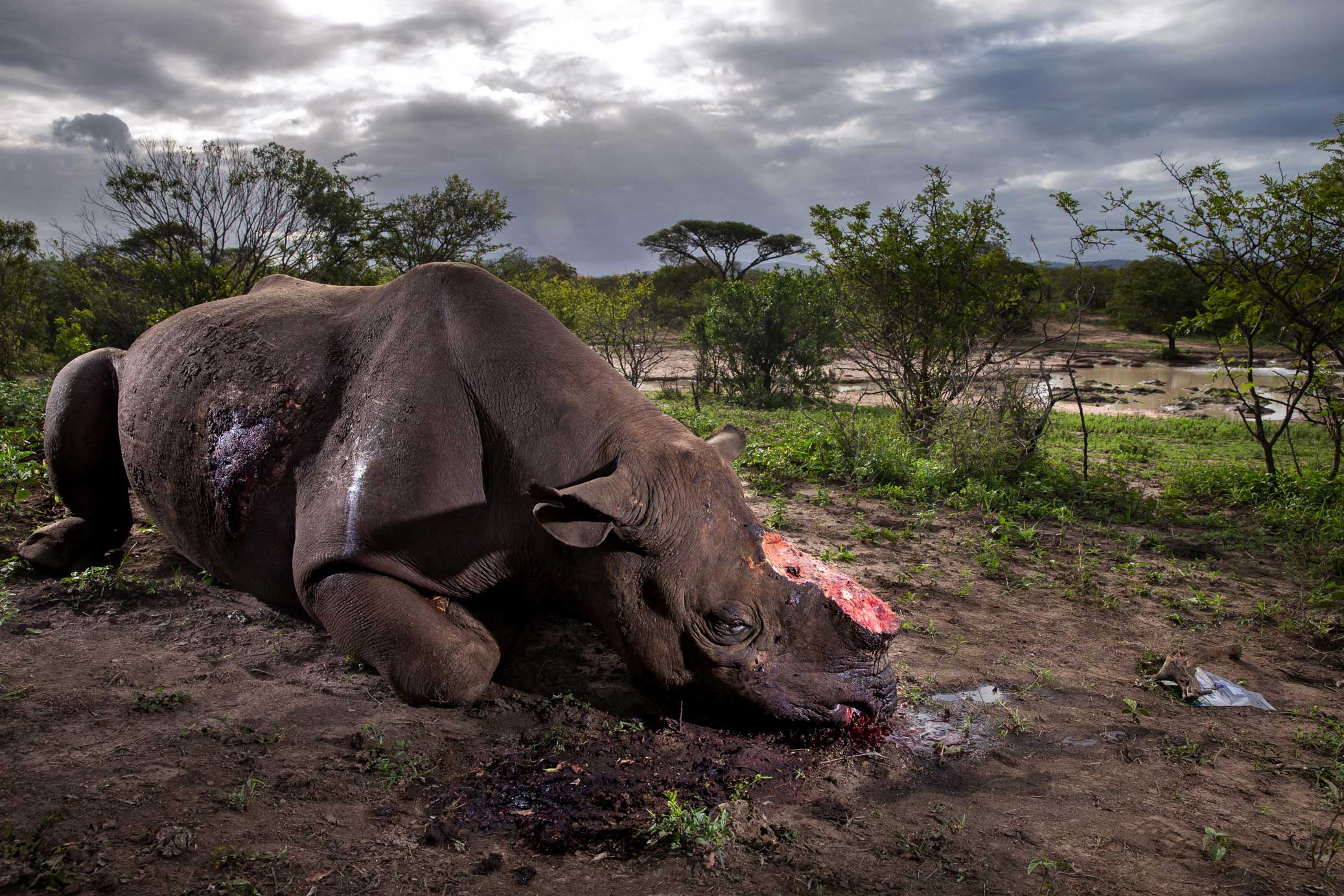 Credit: Brent Stirton, Getty Images for National Geographic Magazine